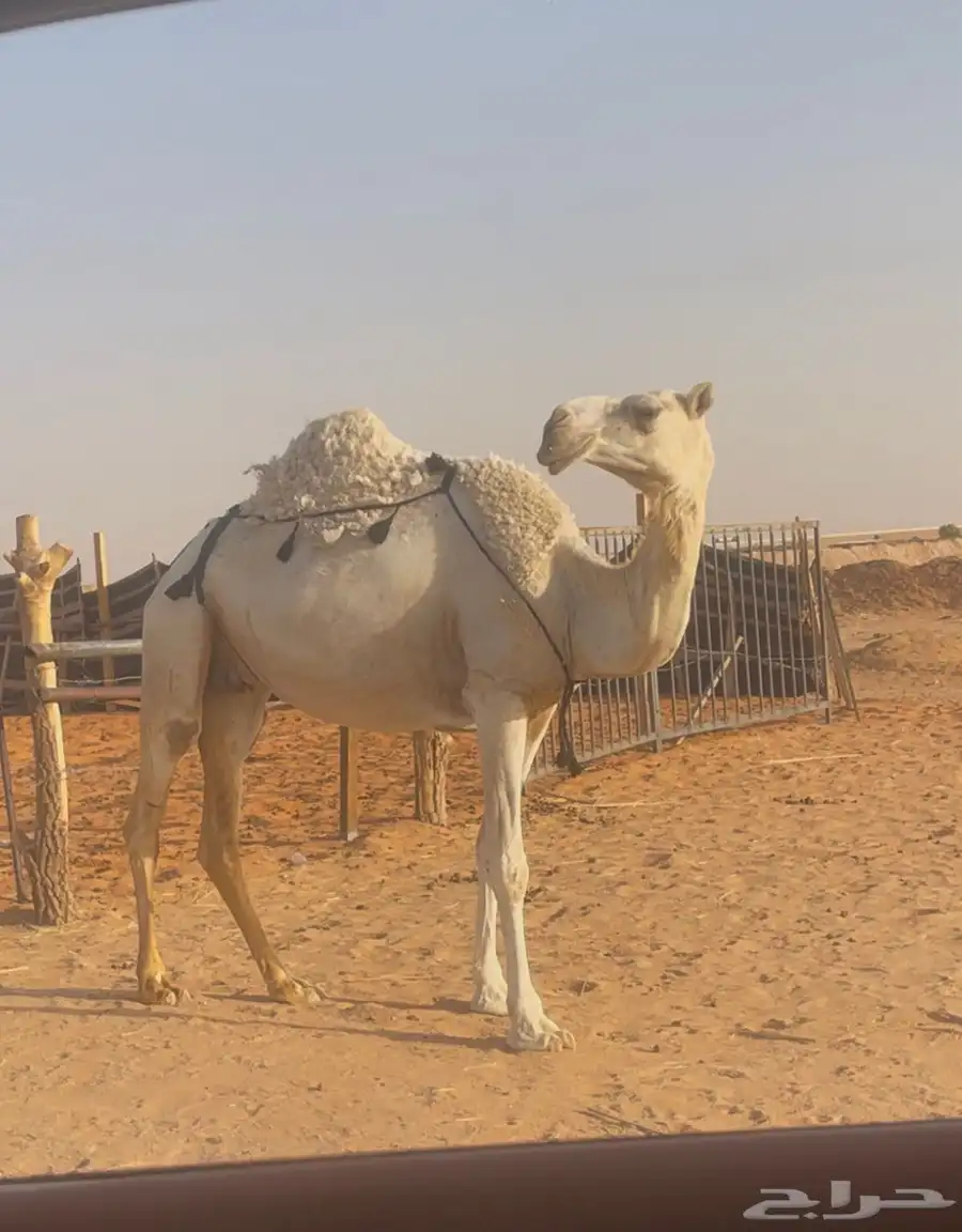 عشرا وضحا معزول ولدها 2