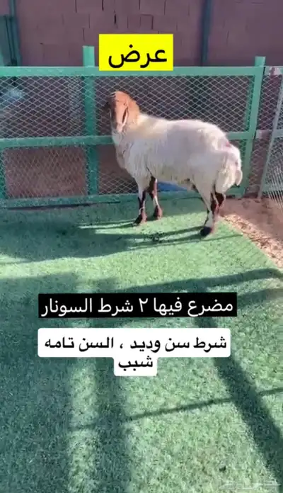 نعيميه مضرع 2