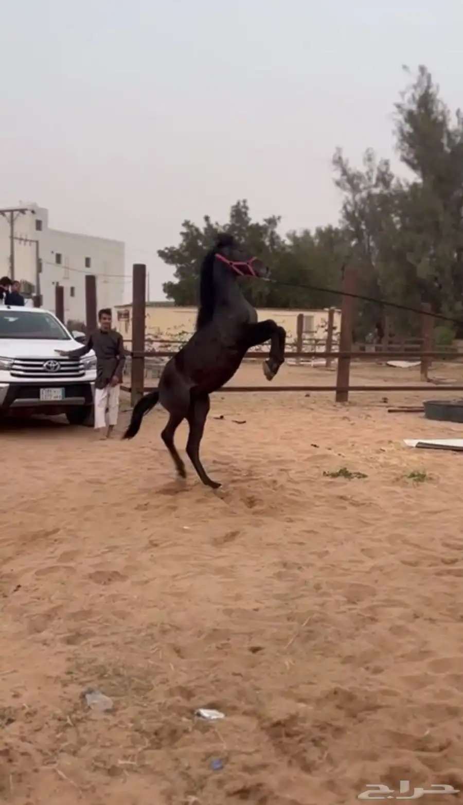خيل 2