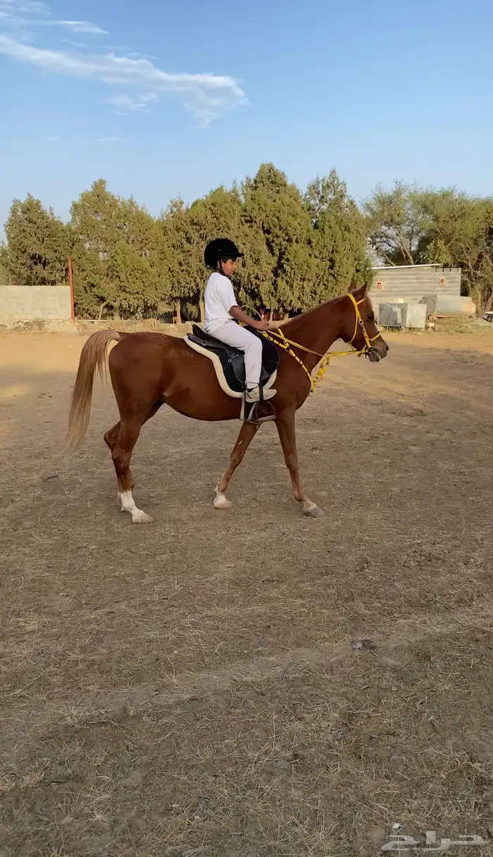 تدريب على فروسيه. ورحلات بخيل 1