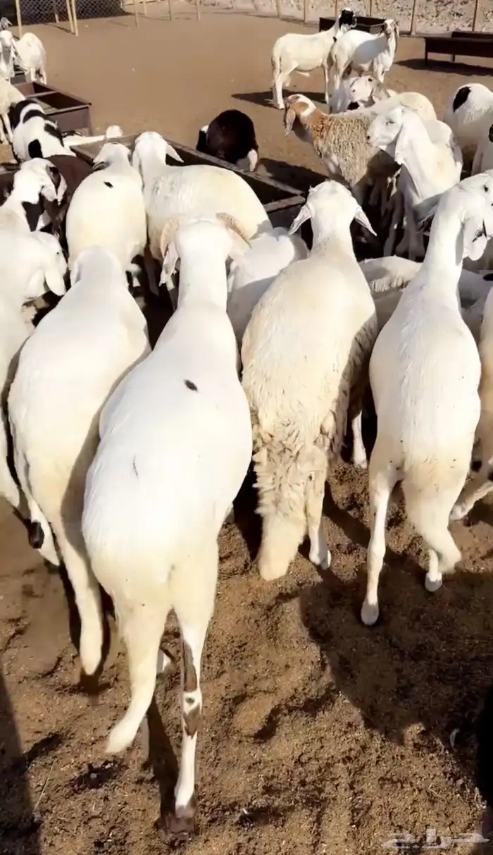 جميع انواع الذبائح الموقع النماص سوق خفي 8