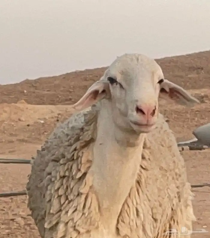 فحل حري مشروووط مشروووط 1