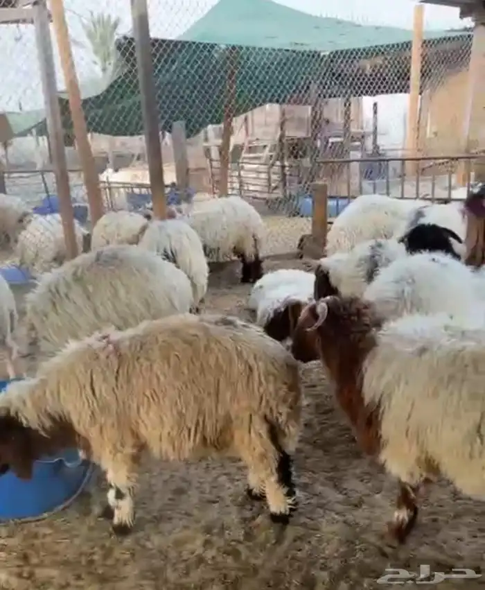 ذبايح بلدي بأفضل الاسعار 3