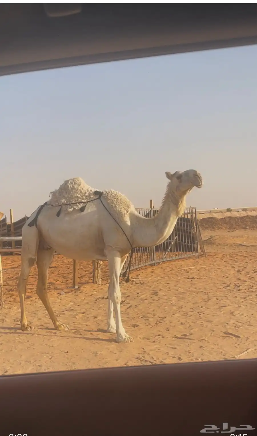 عشرا وضحا معزول ولدها 0
