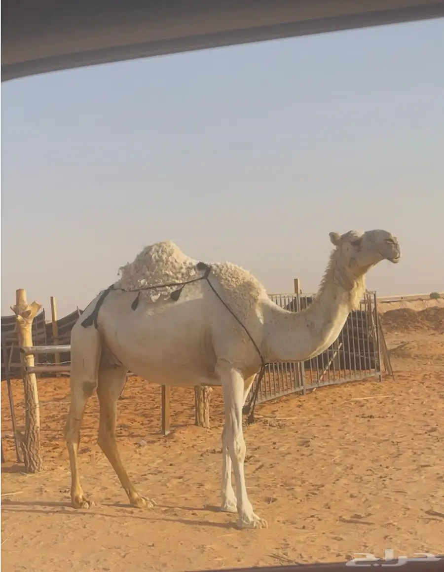 عشرا وضحا معزول ولدها 1