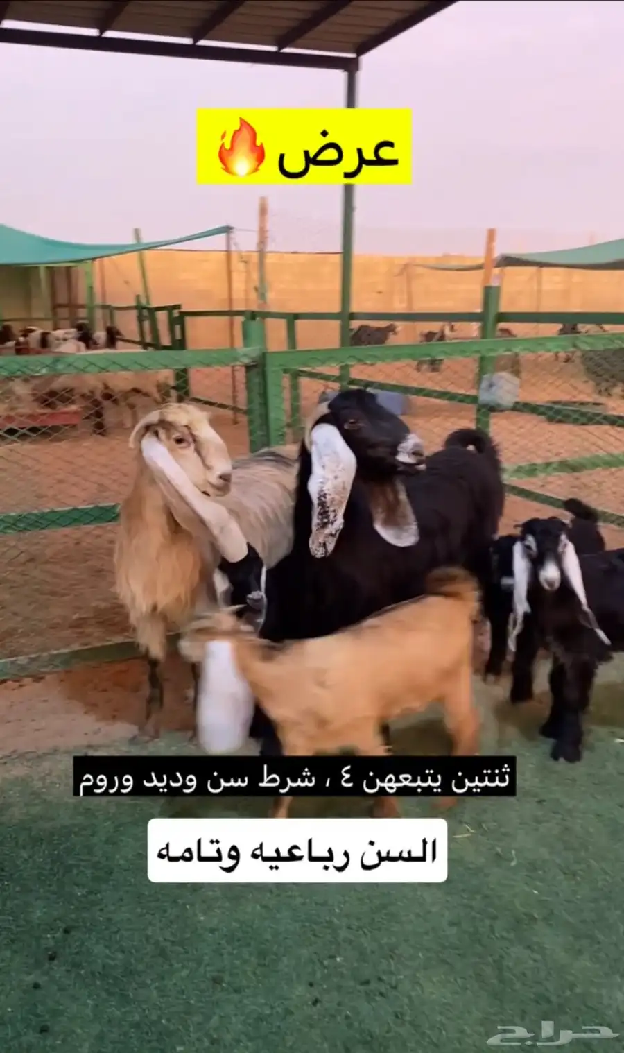معزا مطافيل 0