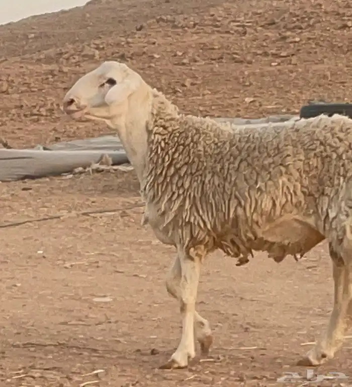 فحل حري مشروووط مشروووط 0