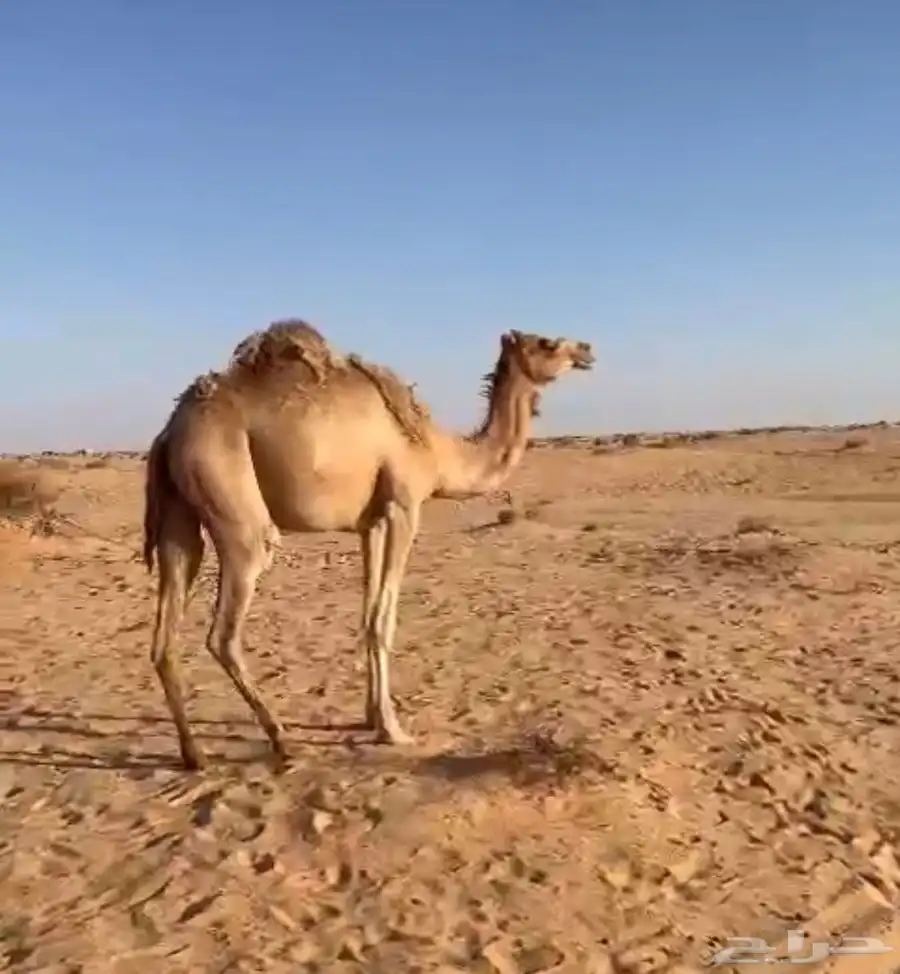 بكار وحده لقيه لقحه وثانيه حقه 0