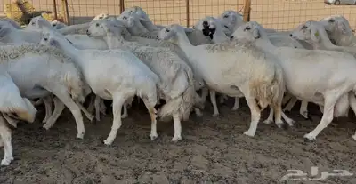 غنم دفيع ومقاريب 5