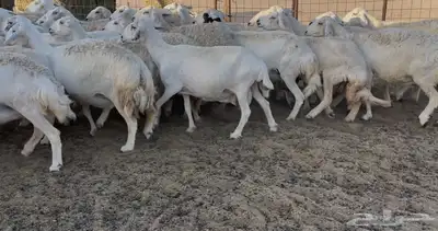 غنم دفيع ومقاريب 6