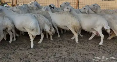 غنم دفيع ومقاريب 7