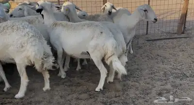 غنم دفيع ومقاريب 12