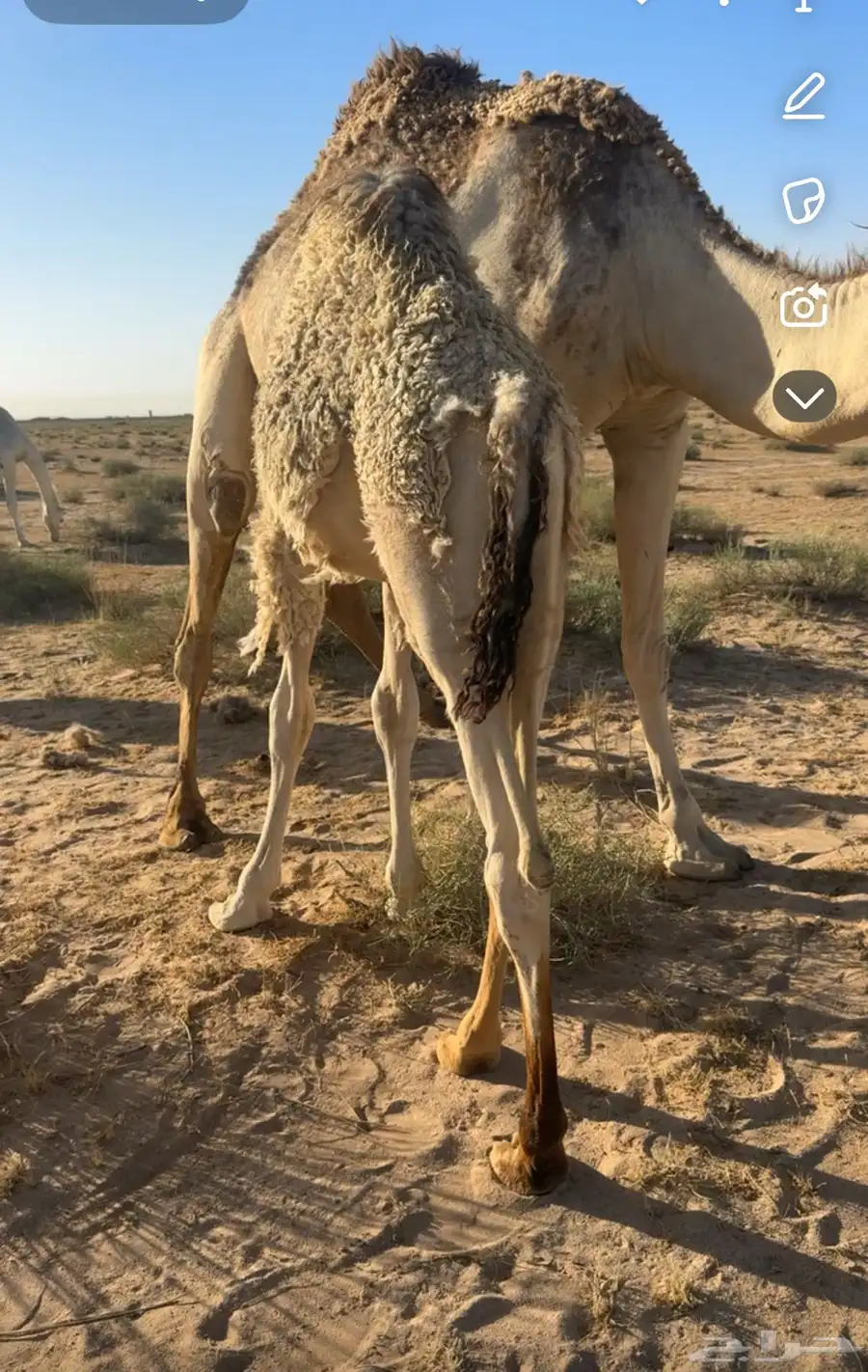 قعود اشقح 0
