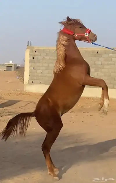 مهر للبيع كفوا 4