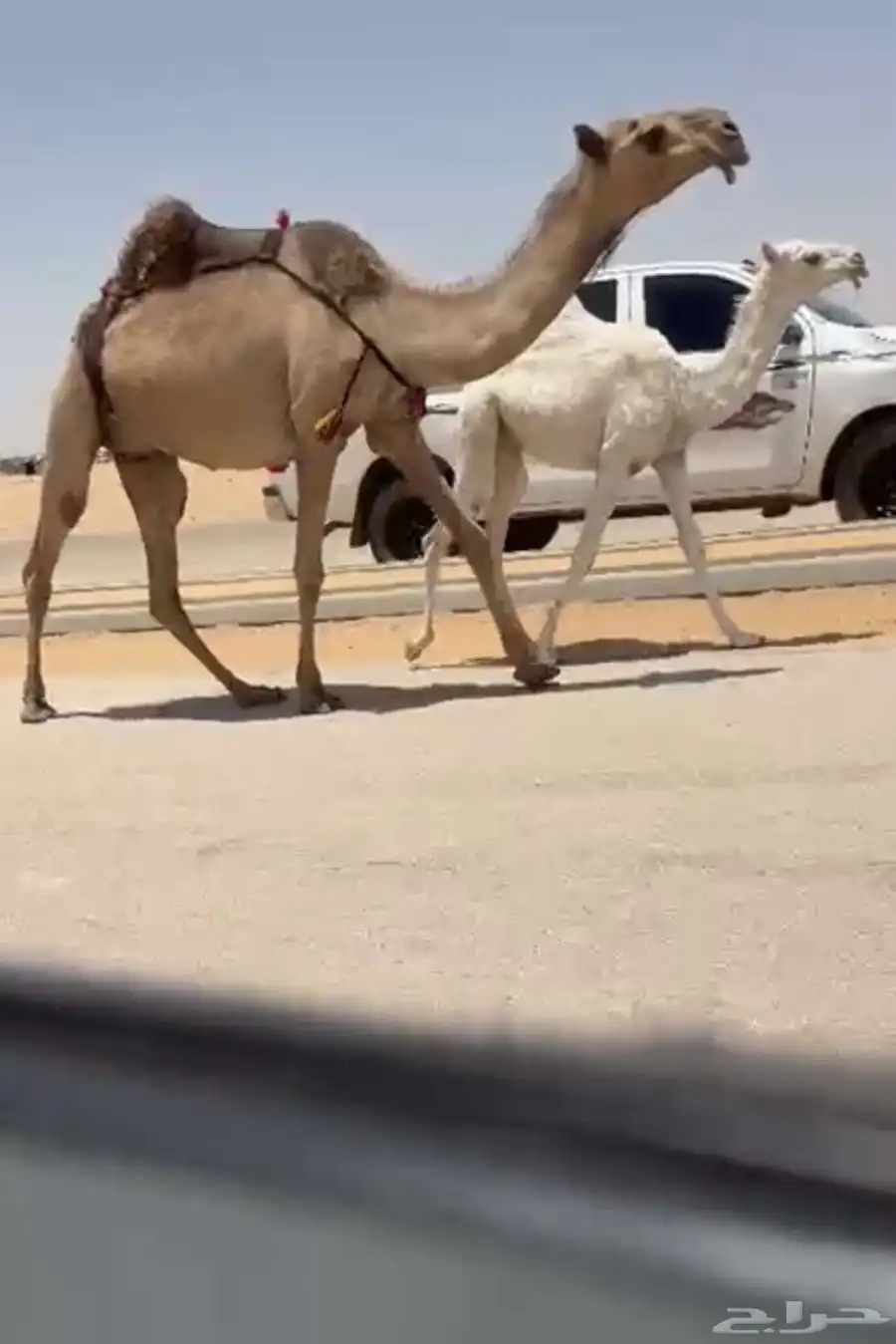 خلفه صفرا 2