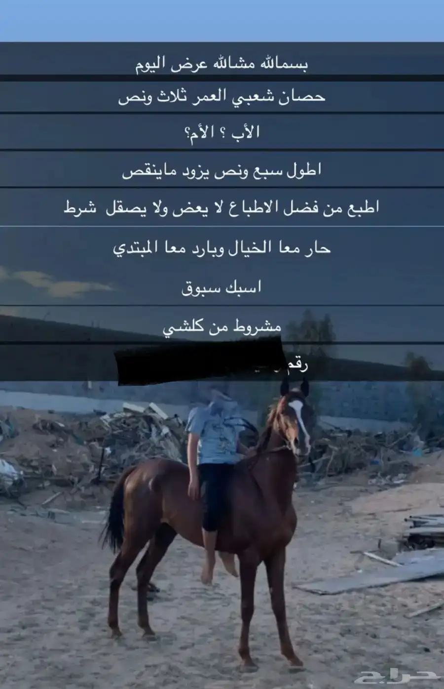 سلام عليكم حصان شعبي كفو للبيع 1
