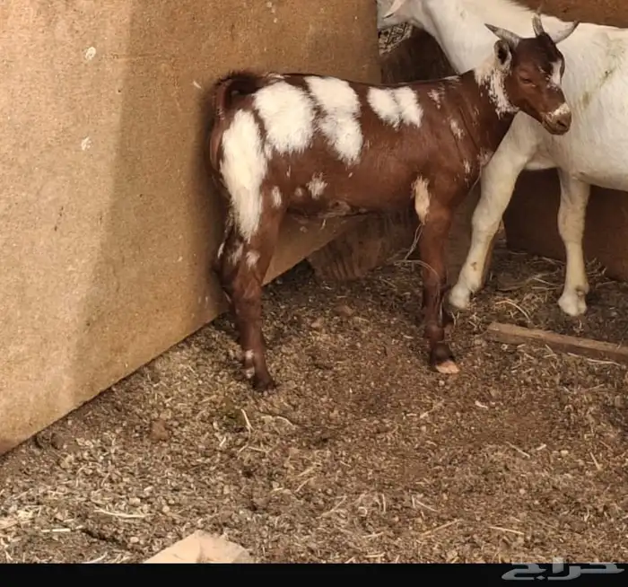 تيس محايلي فل شحم 1