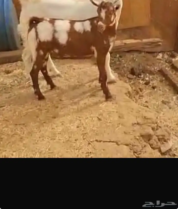 تيس محايلي فل شحم 2