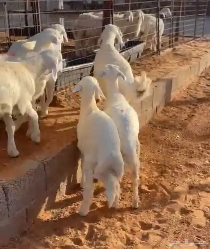 طليان حري العمر 4 شهور الموقع مرات تم البيع خارج الموقع 4