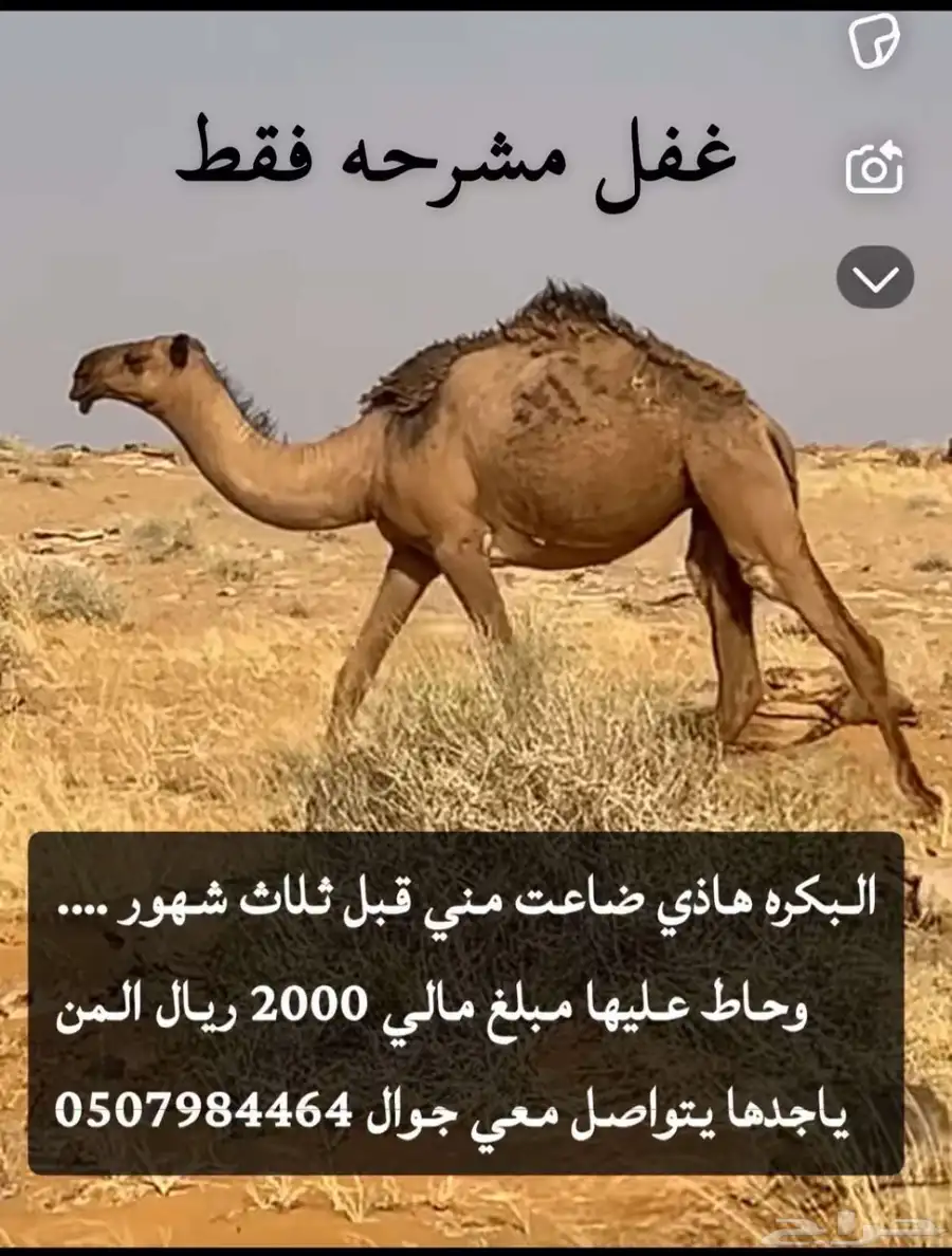 بكره ضاعت في 1446 3 5 شرق العسافية تجاه الخنفه 1