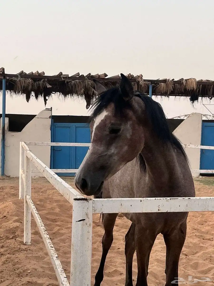 مهره كفو 1