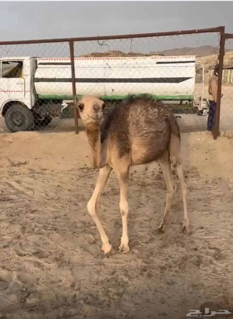 بكره للبيع على الحليب 1