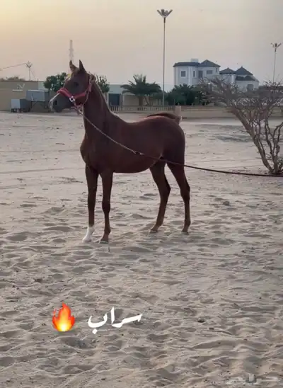 مهر للبيع كفوا 0