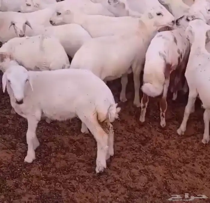 بهم رفيدي 2