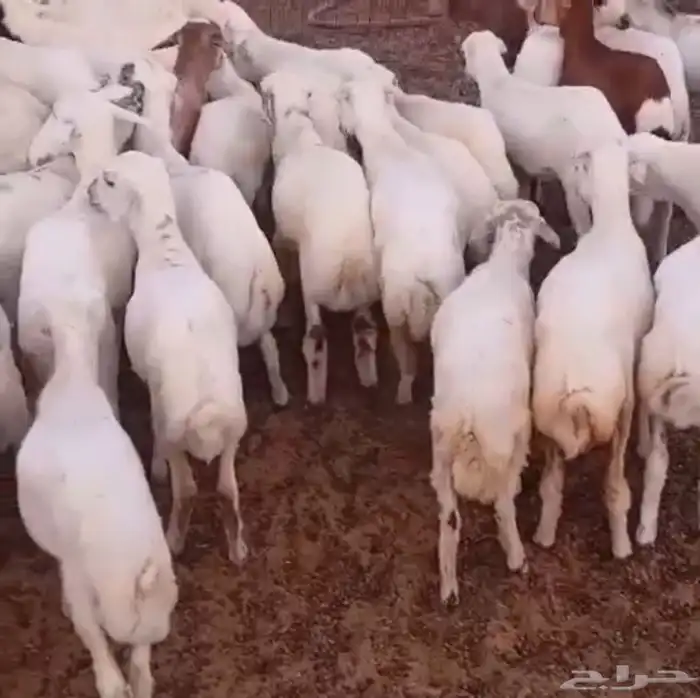 بهم رفيدي 0