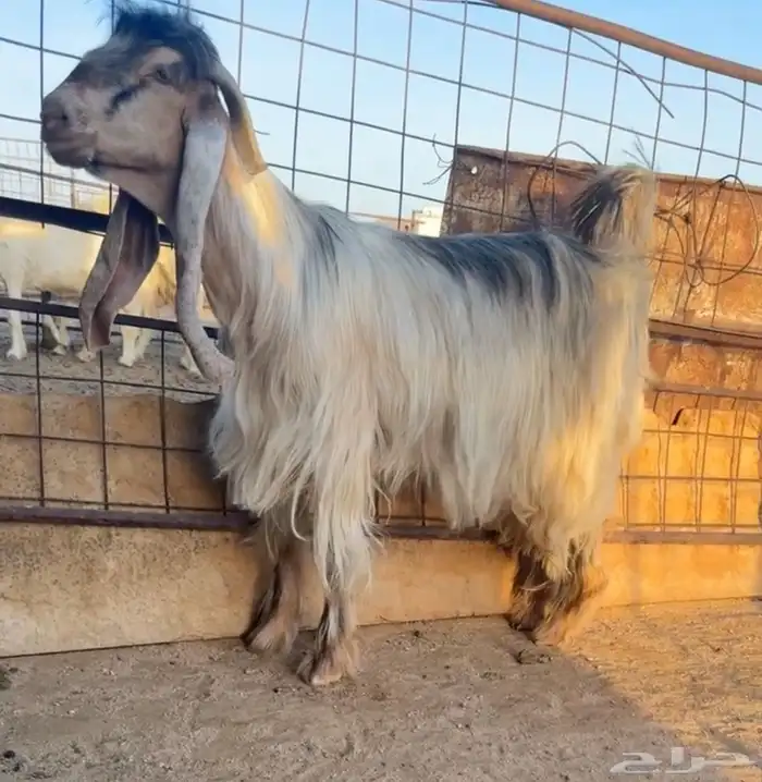 للبيع فحل عارضي اصفر 1