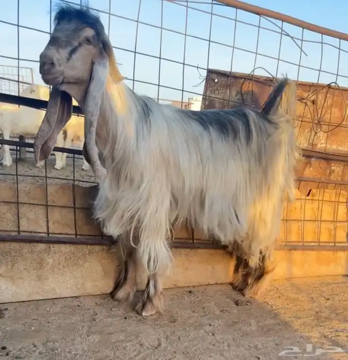 للبيع فحل عارضي اصفر 0