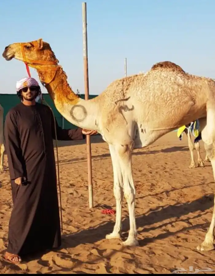 لقيه شكل وسلاله 4