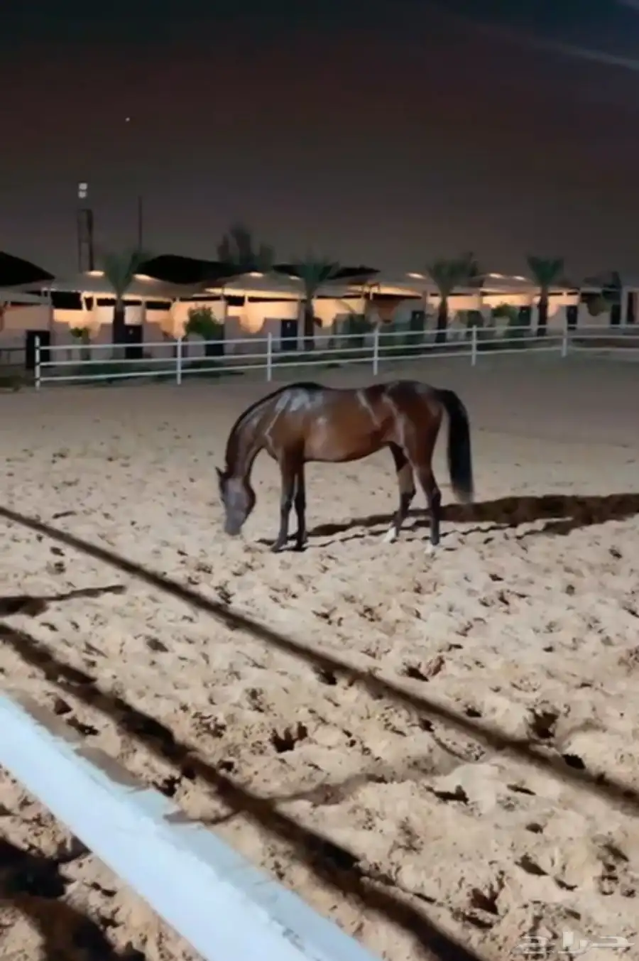 حصان للبيع حفيد مروان الشقب 2