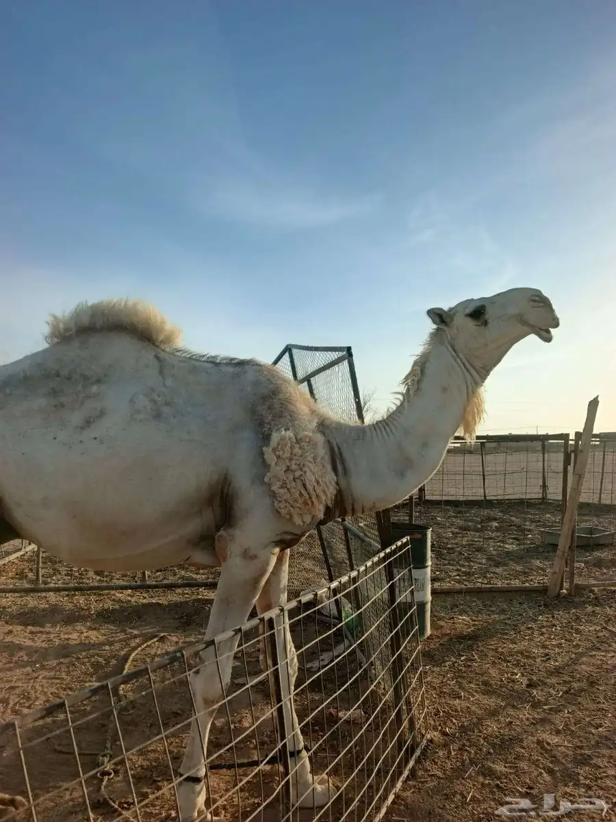 القصيم عنيزة 2