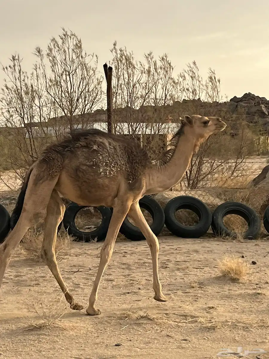 بكره للبيع على الحليب 0