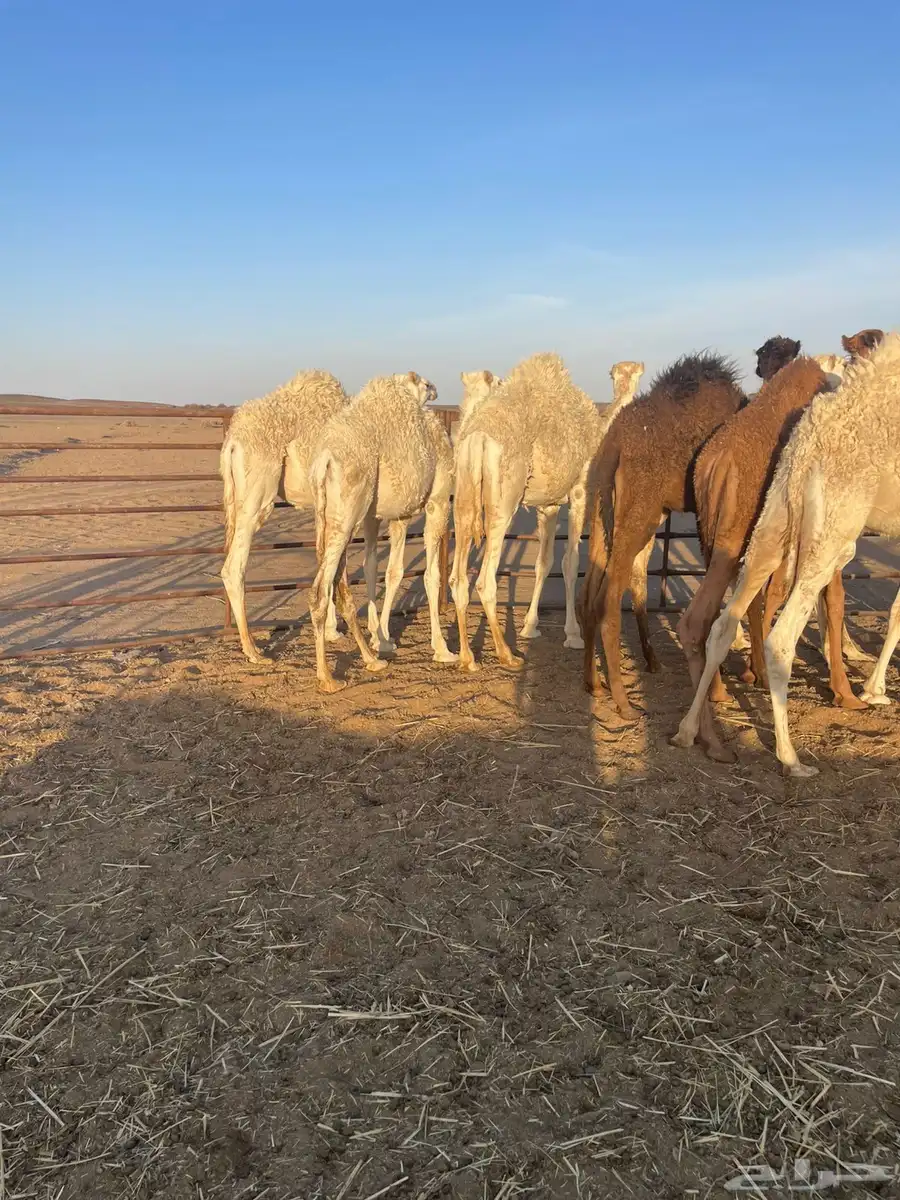 حشو قعدان 3