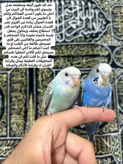 طيور الحب أليفة ولعوبه اللي يبغى الزين يلحق عليه 0