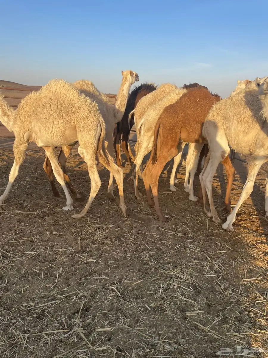 حشو قعدان 4