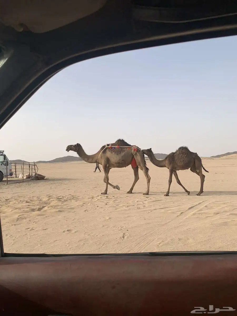 ناقه 0