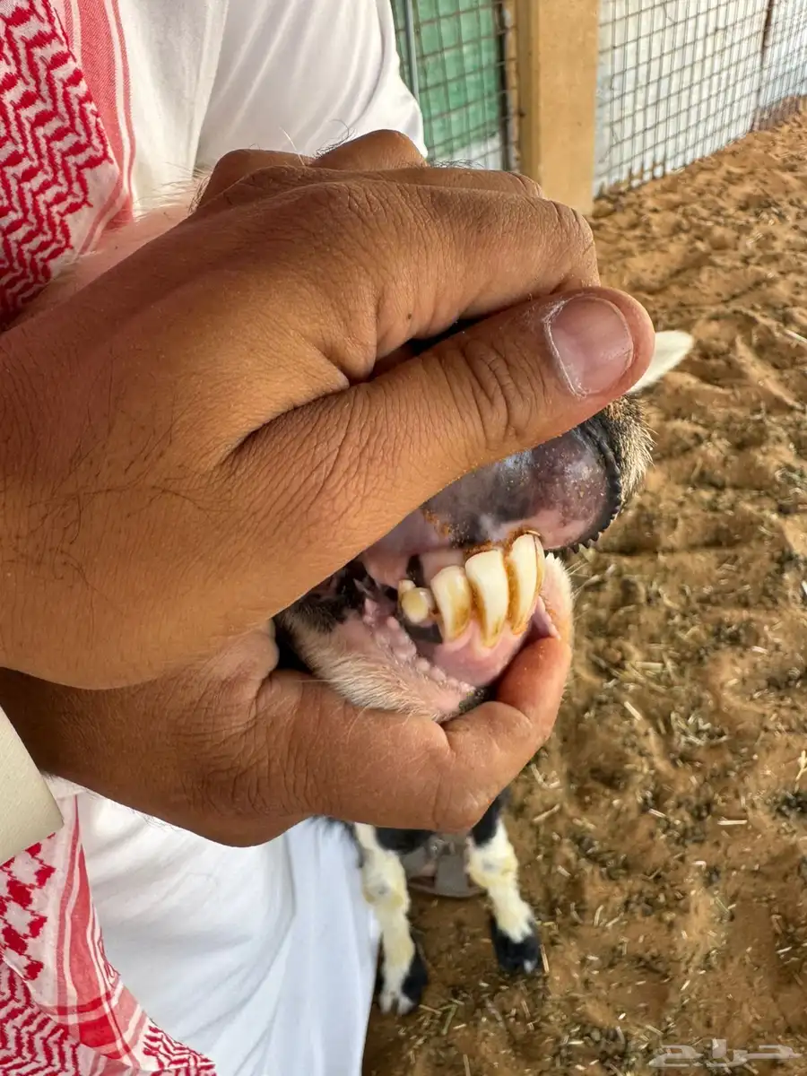 شاه نجديه متبع ب خروف لباني 1