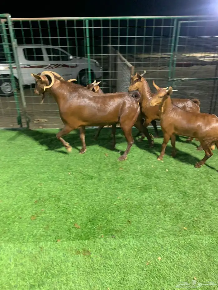 تيس فحل ادهم اصيل مشروط مع إنتاجه 3 مشاريع فحول 0