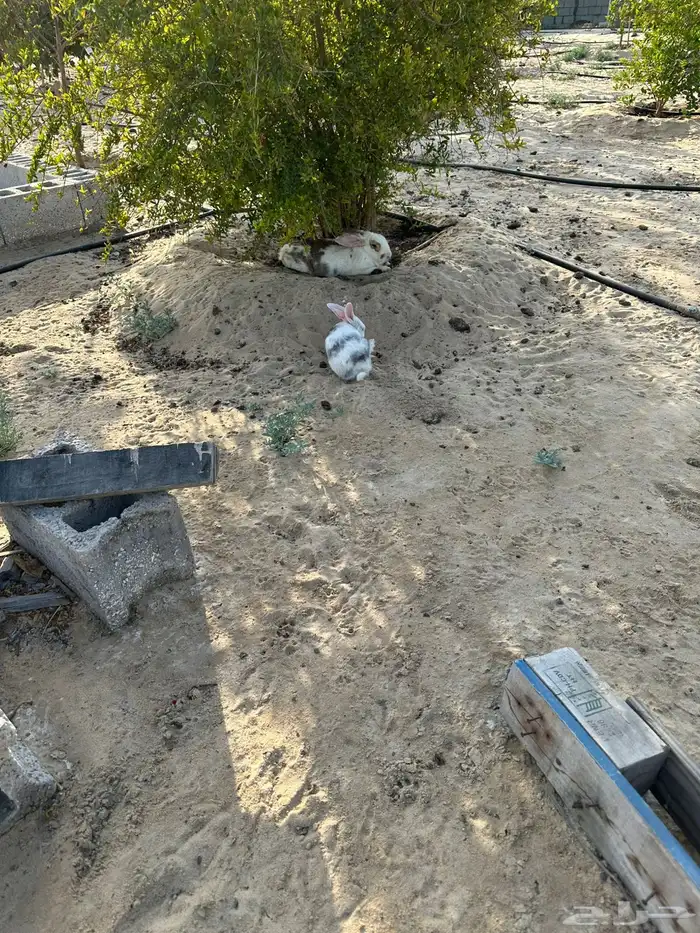 ارانب للبيع 4