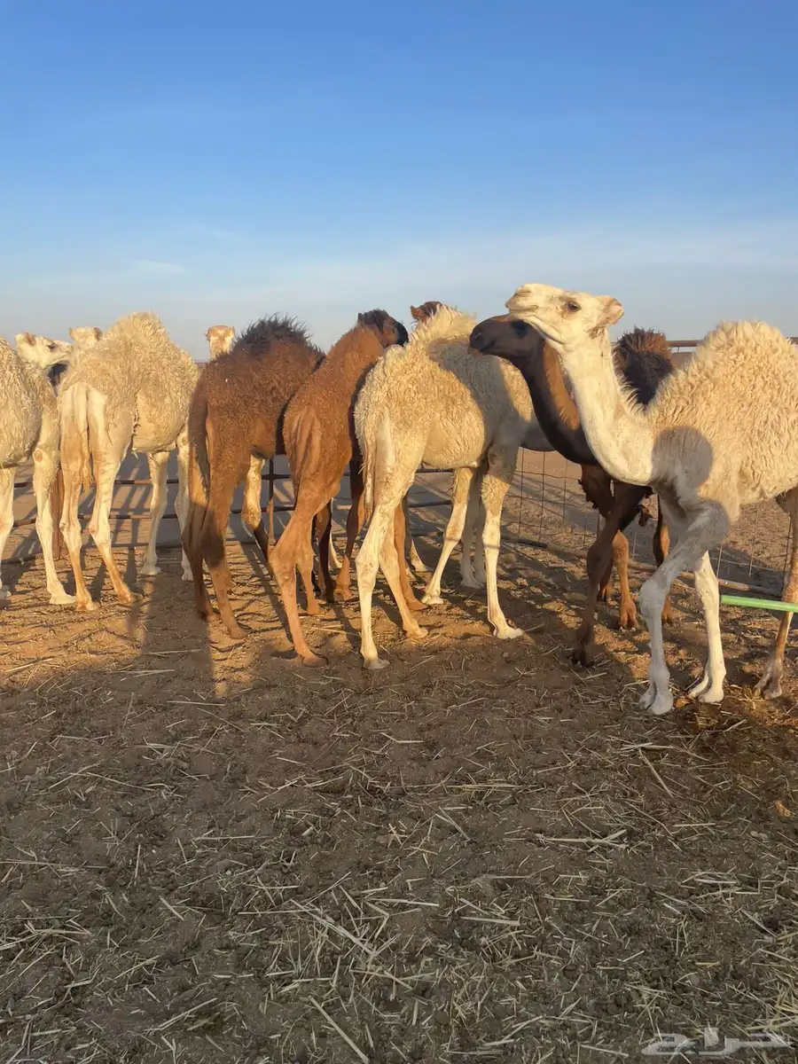 حشو قعدان 2