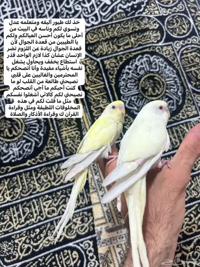 طيور الحب أليفة ولعوبه اللي يبغى الزين يلحق عليه 1