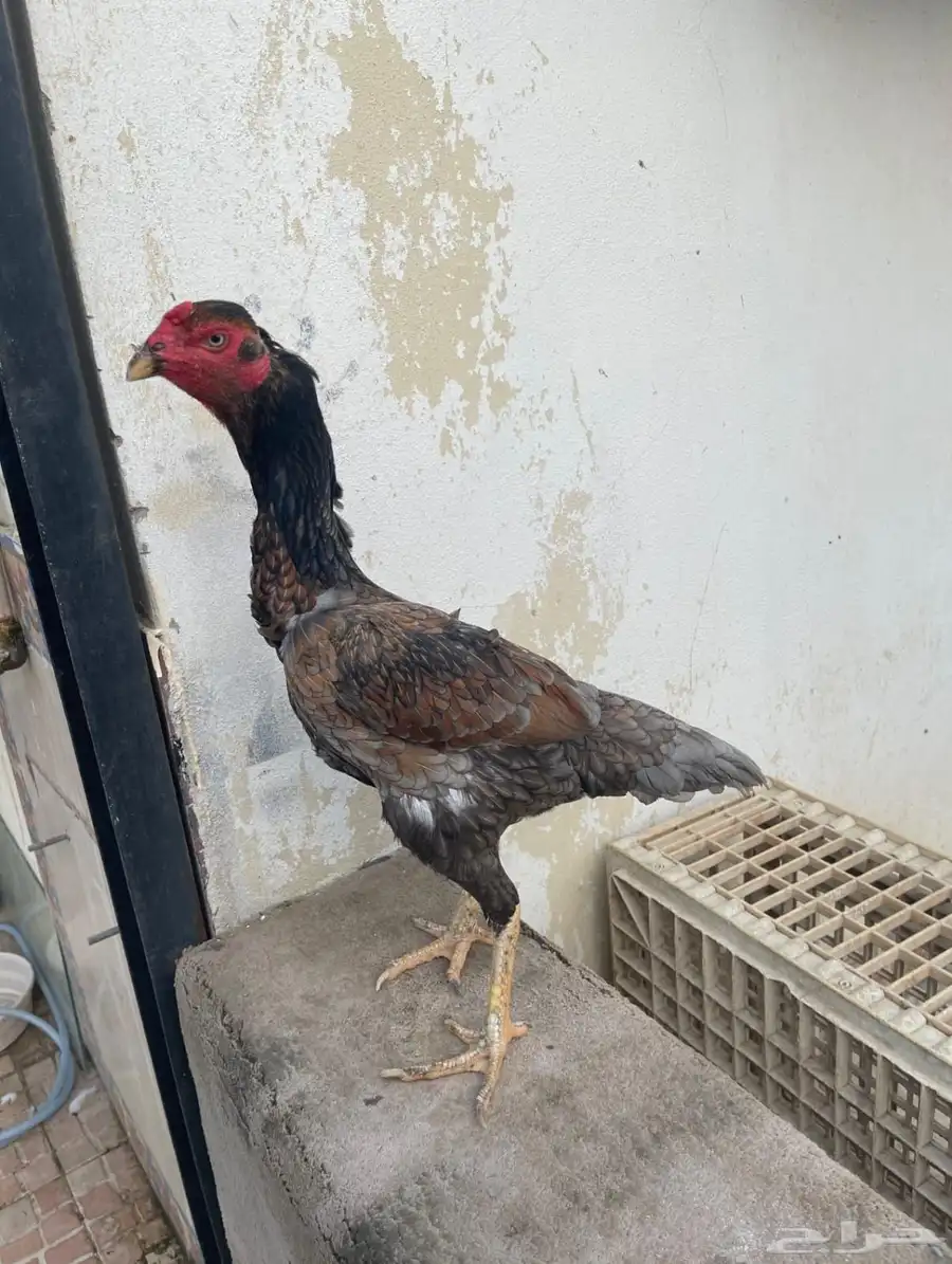 دجاج سندي 5