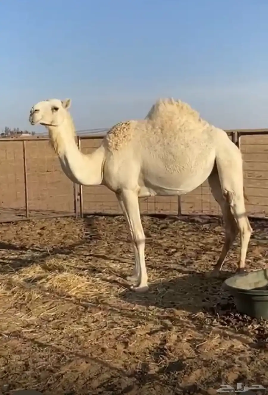 بكره ضروبه طيبه 0