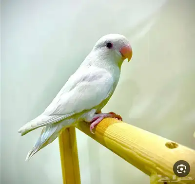 مفقود طائر روز ابيض حي الجبل 0