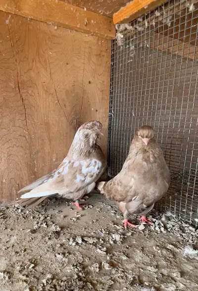 حمام أزواج دمستك لونق فيس 2