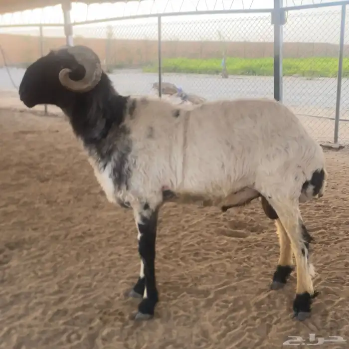 فحل نعيمي ادرع يقرع تم البيع 0
