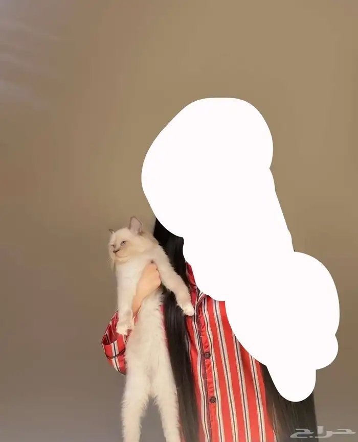 بيع قطه عمرها 4 شهور 1